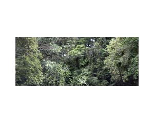 Jungle Trees 1 Costa Rica